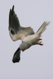 White-Tailed Kite