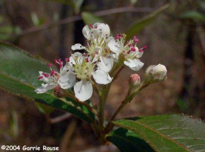 Red Chokeberry