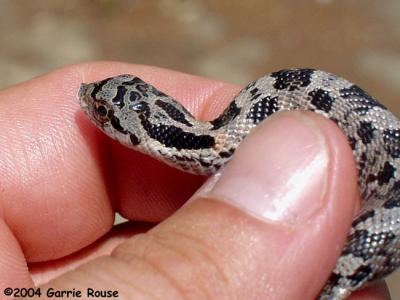 baby Hognose