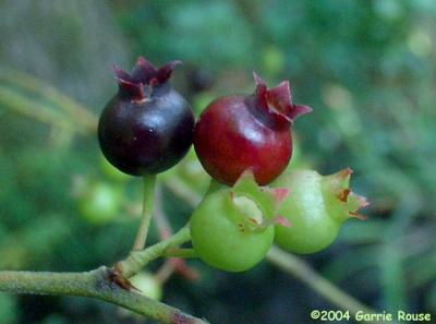 Black Highbush Blueberry