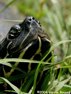 Red-Bellied Slider(in the grass)