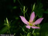 Rose Pink (Sabatia)