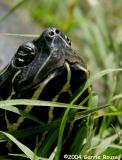 Red-Bellied Slider<br>(in the grass)