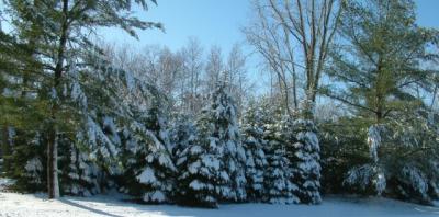 Snow on the Pines