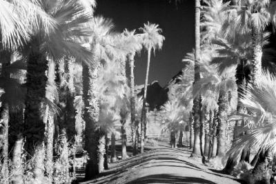 Palms Walkpath