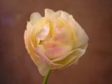 RANUNCULUS