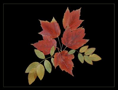 Red Maple and Rose Leaves