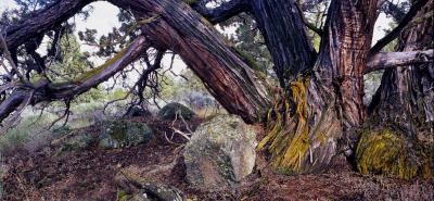 u49/gb_photo/medium/40895817.jeffsjuniper.jpg