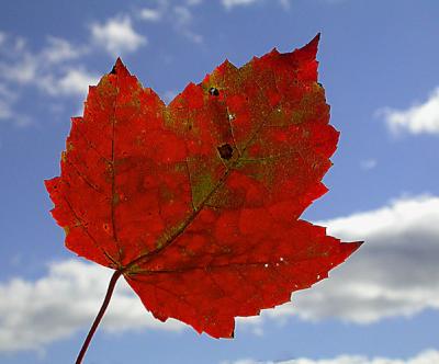 leaf-sky-900_Image022_p.jpg