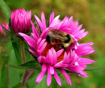 bee2-950_Image012_p.jpg