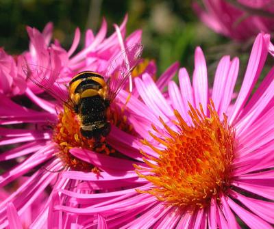 bee5-900_Image037_p.jpg