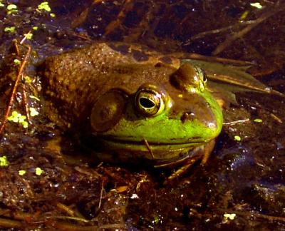bullfrog2_p.jpg