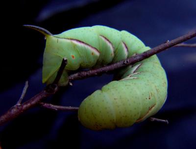 catterpillar1_p.jpg