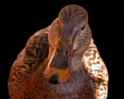 duck2_p.jpg