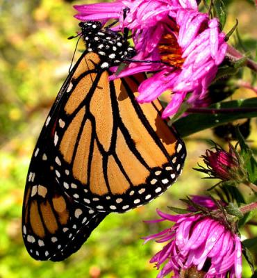 monarch-700_Image030_p.jpg