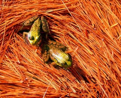 two_frogs3_p.jpg