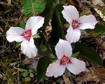 u49/gbk/medium/36042374.trillium_trio950_Image039_p.jpg