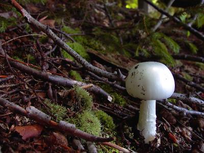 u49/gbk/medium/36042901.white_mush._sm_Image005_p.jpg