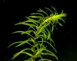 elodea_slender2_p.jpg