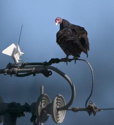 Turkey vulture on power line FB3B0473.jpg