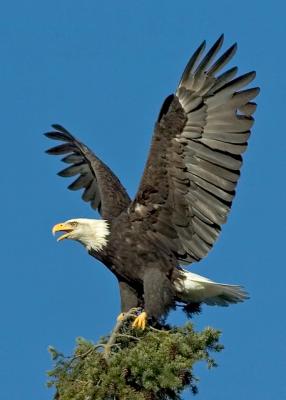 Eagles_72_016.jpg