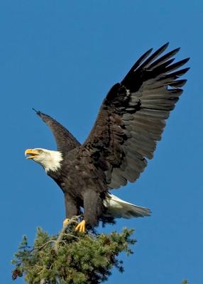 Eagles_72_017.jpg