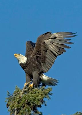 Eagles_72_020.jpg