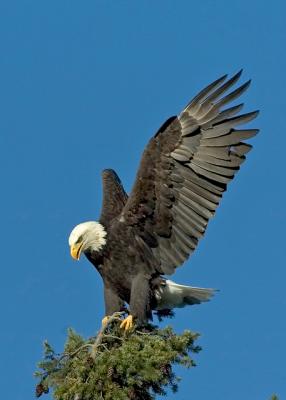 Eagles_72_021.jpg