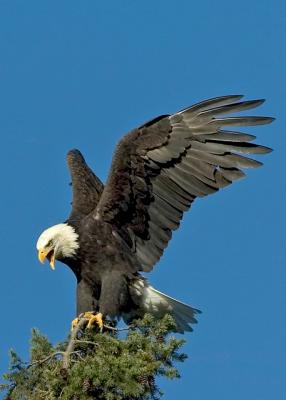 Eagles_72_024.jpg