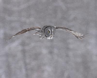 great gray owl in flight 4