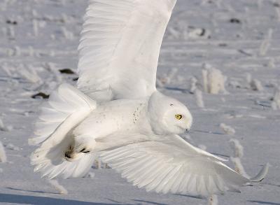snowy owl in flight 1