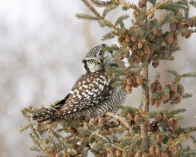 northern hawk owl 8