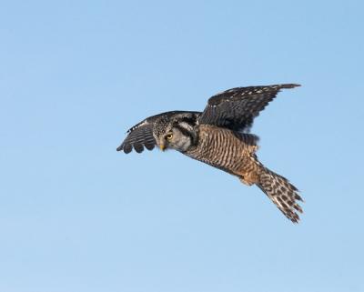 northern hawk owl in flight 15