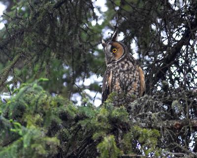 long-eared owl 5