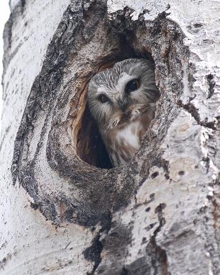 u49/gerald_r/medium/36446862.sawwhetowl12copy.jpg