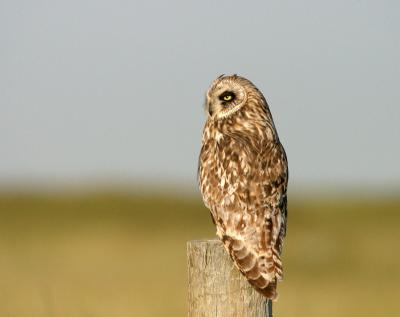 short-eared owl 2