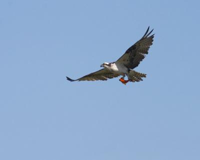 osprey 11