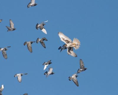 prairie falcon & pigeons