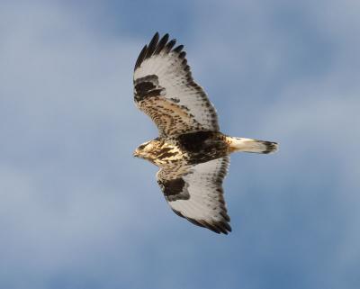 rough-legged hawk 5