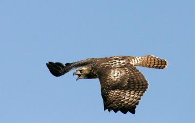 red-tailed hawk 12