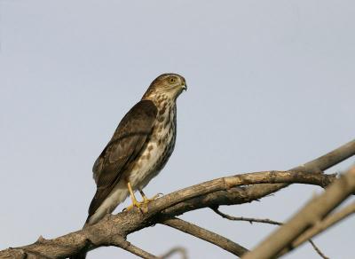 sharp-shinned hawk