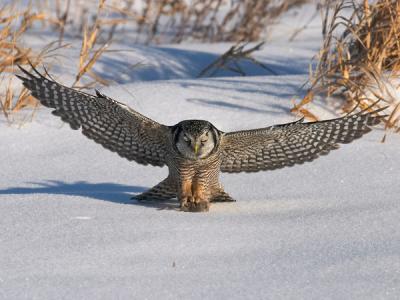 northern hawk owl in flight 40