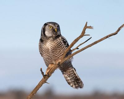 northern hawk owl 13