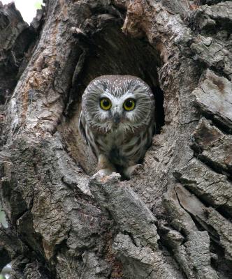 u49/gerald_r/medium/36448050.sawwhetowl2vcropcopy.jpg