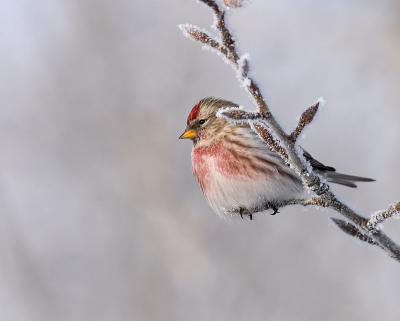 common redpoll 6