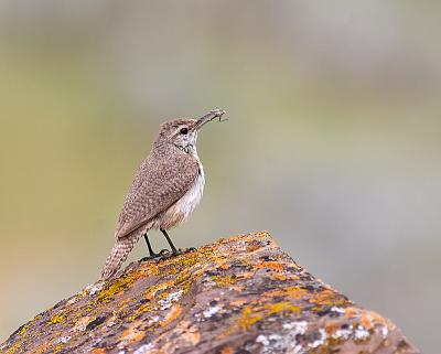 rock wren 3