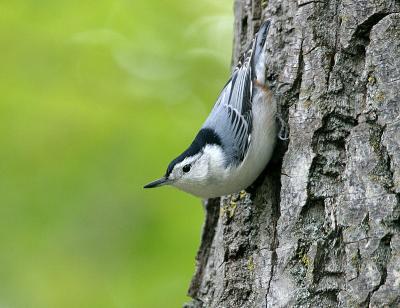 white-breasted nuthatch