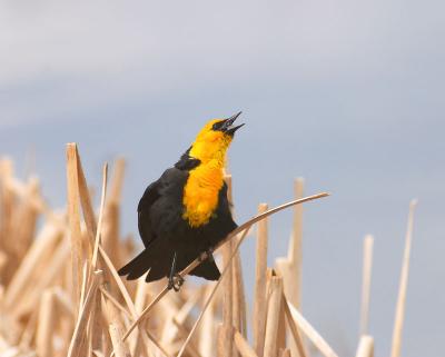 yellow-headed blackbird
