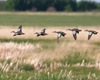 blue-winged teal