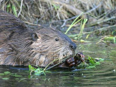 beaver